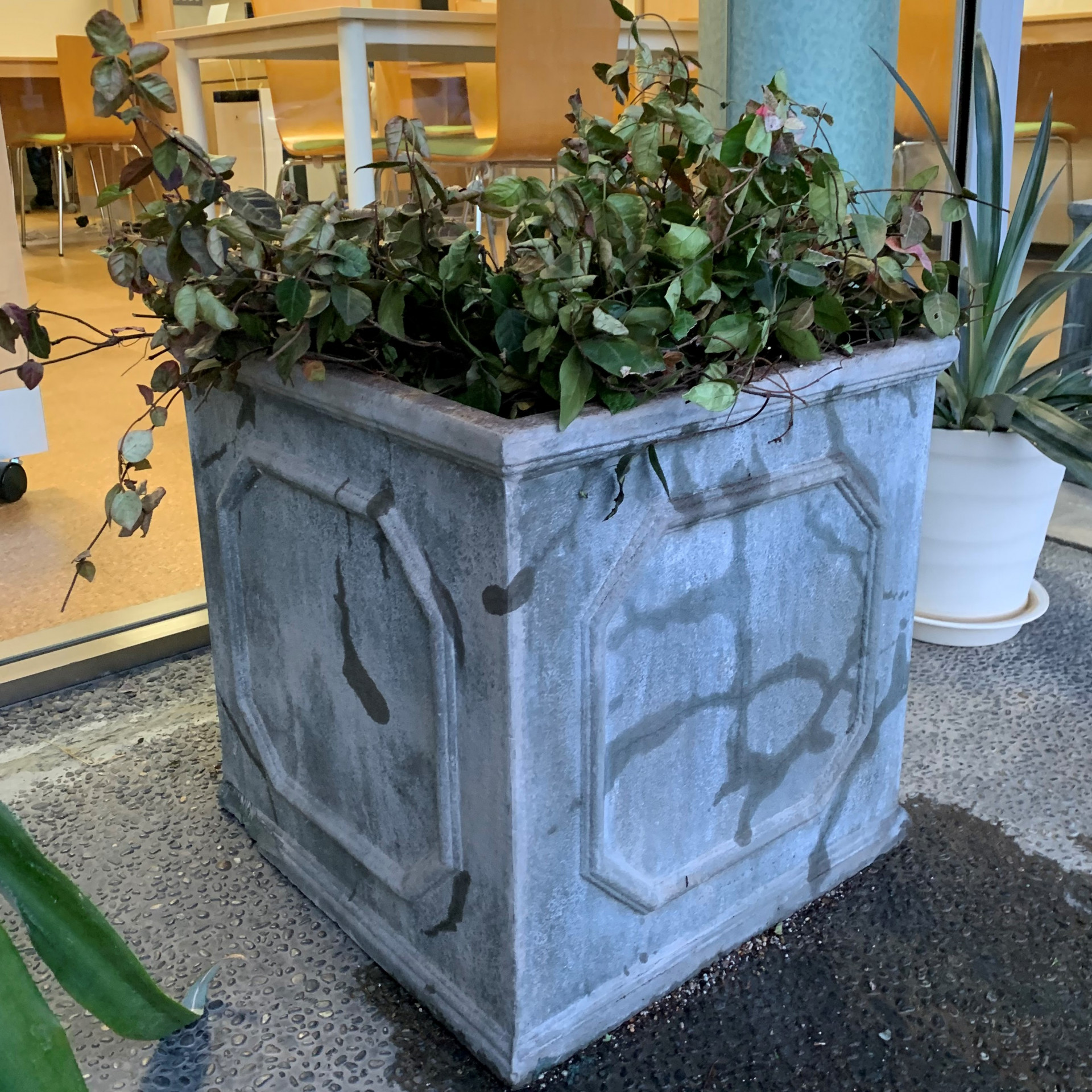 ハツユキカズラを植えました