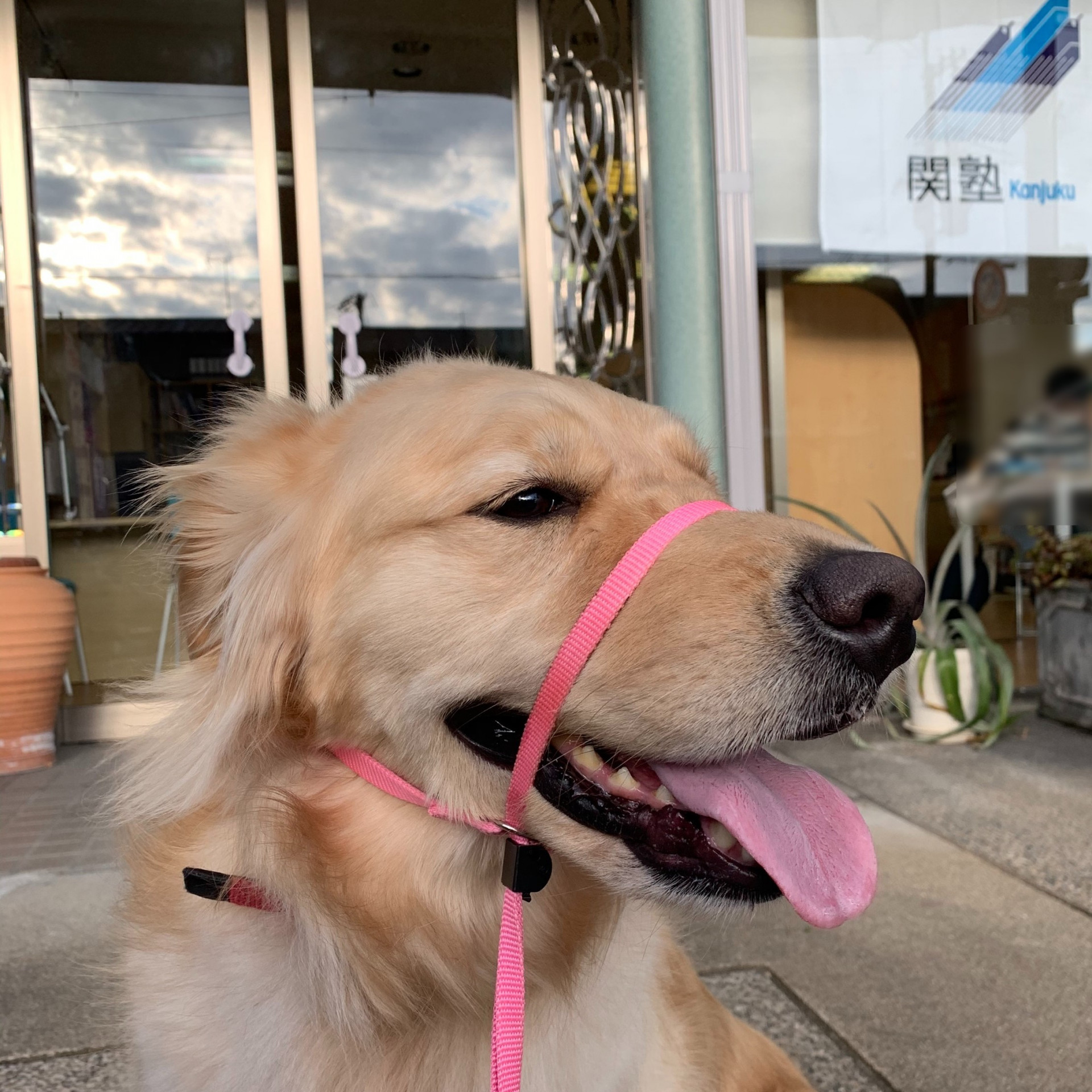 犬が遊びに来ました